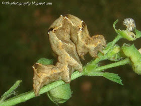 Brown caterpillar