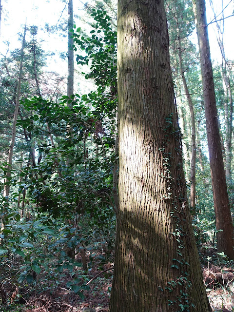 孝霊山　麓の農道からの眺望