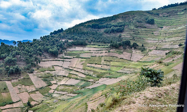 Áreas de cultivo em Uganda, África