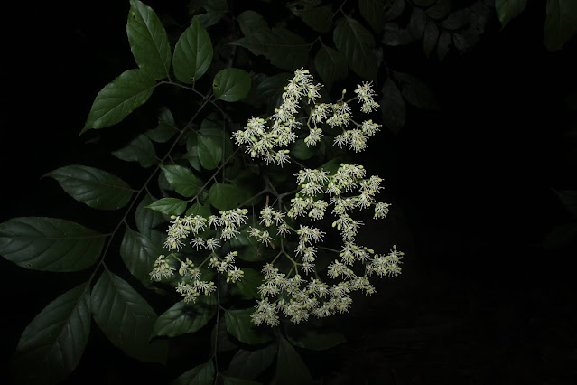 Micromelum falcatum