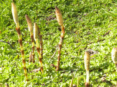 photo of unknown plant in Rockaway Beach Oregon