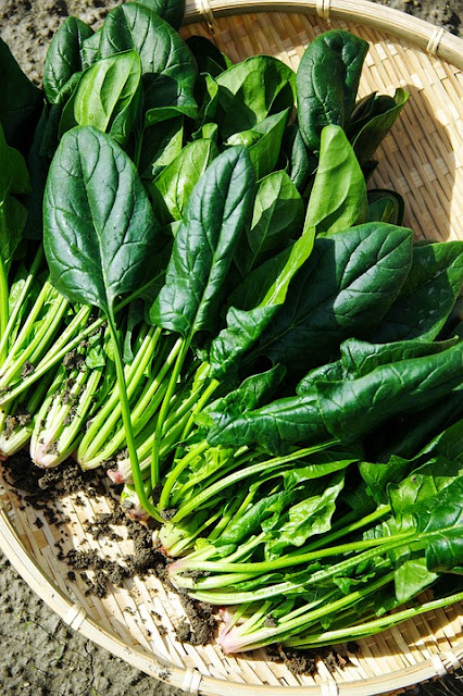 Spinach for Pregnant Woman, pregnancy diet,what to eat during pregnancy,what to eat when pregnant,food for pregnant women,pregnant women diet,diet during pregnancy,nutrition during pregnancy,good food for pregnant women