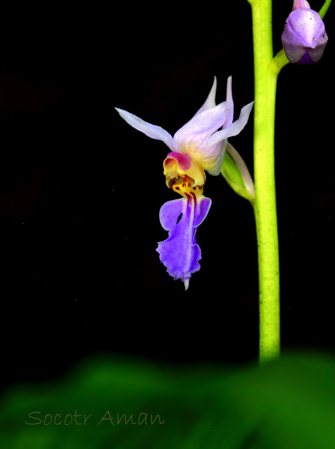 Calanthe puberula