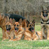 German Shepherd Dogs Pictures