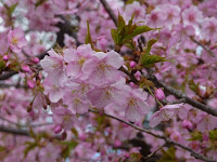 いまが見ごろで桜の下をお花見見物した。