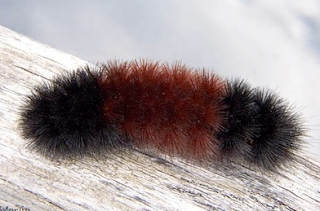 Woolly Bear Caterpillar