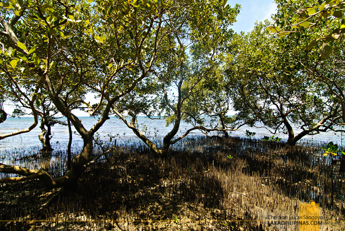 Mangroves at Lamanoc Island in Anda, Bohol