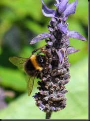 Bumblebee