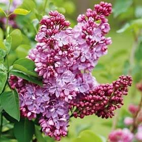 #Gardening : Spring-Flowering Trees and Shrubs