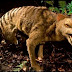 8 sightings bring into question whether Tasmanian tiger is really extinct