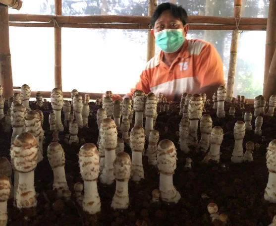 วิธีเพาะเห็ดถั่วฝรั่ง shaggy mane