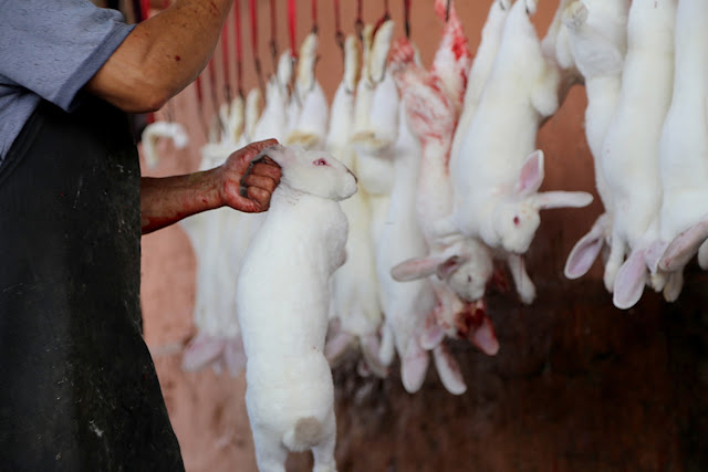 Chinese 'House of Horrors' where 10,000 rabbits are skinned EVERY DAY