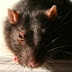 Rodents The Two Most Destructive Mice
