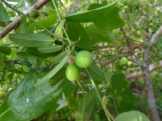 Passiflora suberosa - Passiflore subéreuse