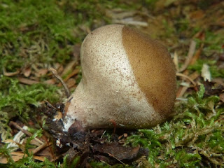 Lycoperdon sp. - Vesse-de-loup non identifiée