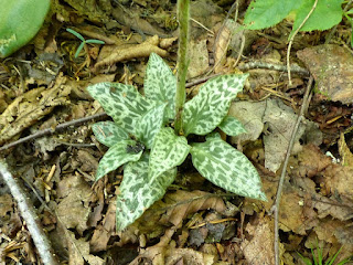 Goodyérie - Goodyera sp.