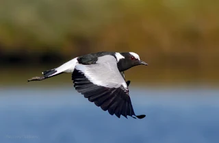 Blacksmith Plover in Flight - Woodbridge Island / Cape Town