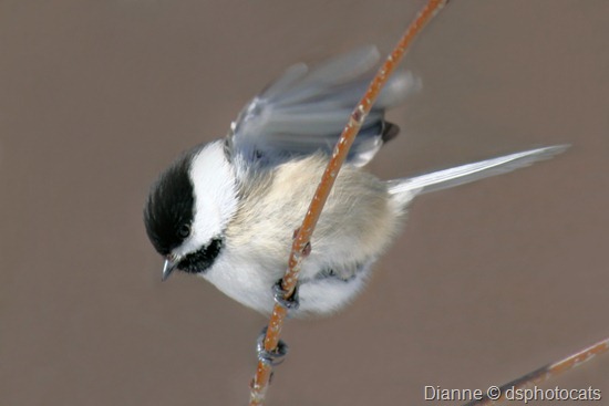 IMG_3222 Black-Capped Chickadee