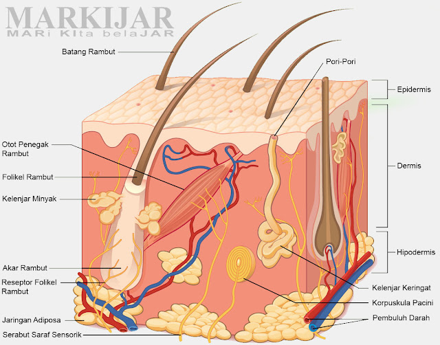Gambar Bagian-Bagian Kulit Lengkap Penjelasan