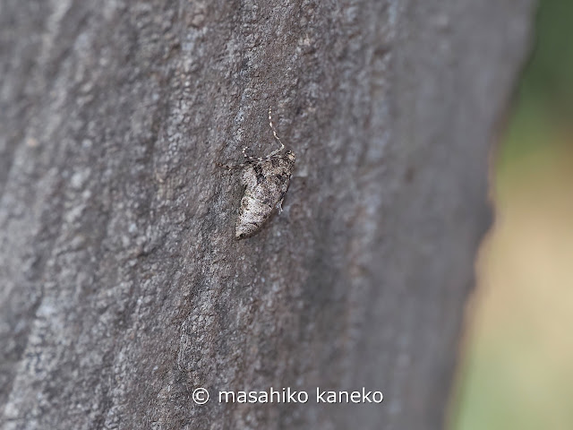 ナミスジフユナミシャク♀