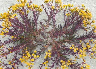 Senecio desideratus