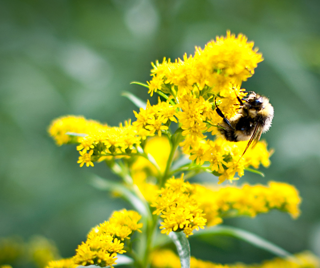 Rusty-patched bumblebee