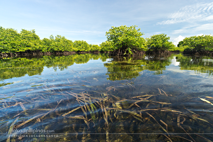 Mangrove Forest Lagoon Sta. Cruz Island Zamboanga City