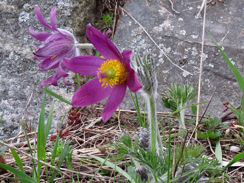 pasqueflower