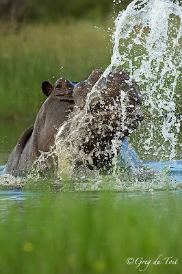 delta safari, greg du toit, photographic safari, safari, shem compion