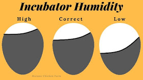 Incubation humidity effect on hatching eggs