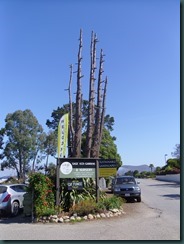 Tree trunks, Sage nursery 002