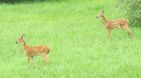 twin fawns