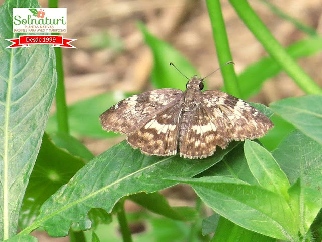 mariposa Chiomara asychis Emparchada Hesperiidae