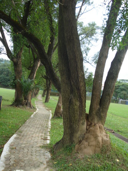 Bangsa Agong: pokok tembusu