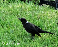 Common Grackle with white spot on nape – Priest Pond area, PEI – July 9, 2018 – © Lois Kilburn