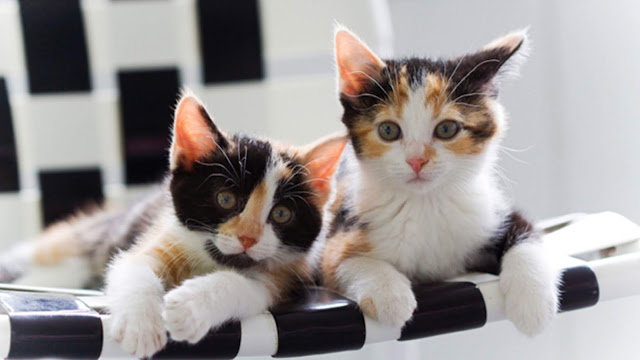 Calico cat