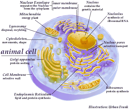 Ruang Biopsikologi Sel  dan Organela