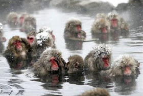 Japanese Snow Monkeys, Japan, monkeys