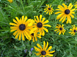 Rudbeckie hérissée - Rudbeckia hirta