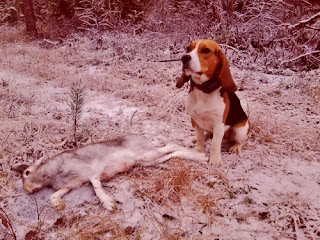 metsästys jänis aada beagle