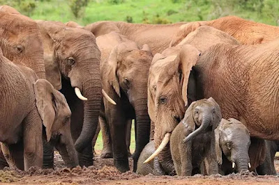 The elephant is the largest land animal on the planet. Reaching up to six and a half feet tall at the shoulder and weighing in at around two hundred sixty to two thousand pounds, elephants areKB (95, words) [view diff] exact match in snippet view article find links to article