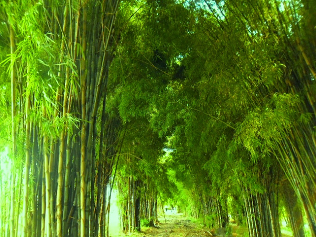 10 Destinasi Wisata Lokal yang Mirip di Luar Negeri Hutan Bambu Keputih