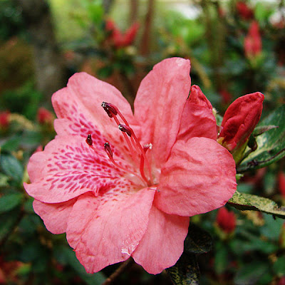 Flowering plant ~ Rubus Berry Plants