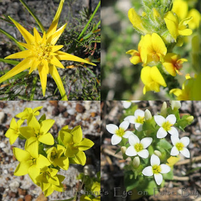 Christmas star flowers at Cape Point in September