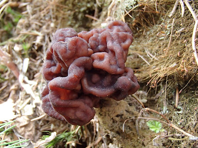  Piestrzenica kasztanowata Gyromitra esculenta