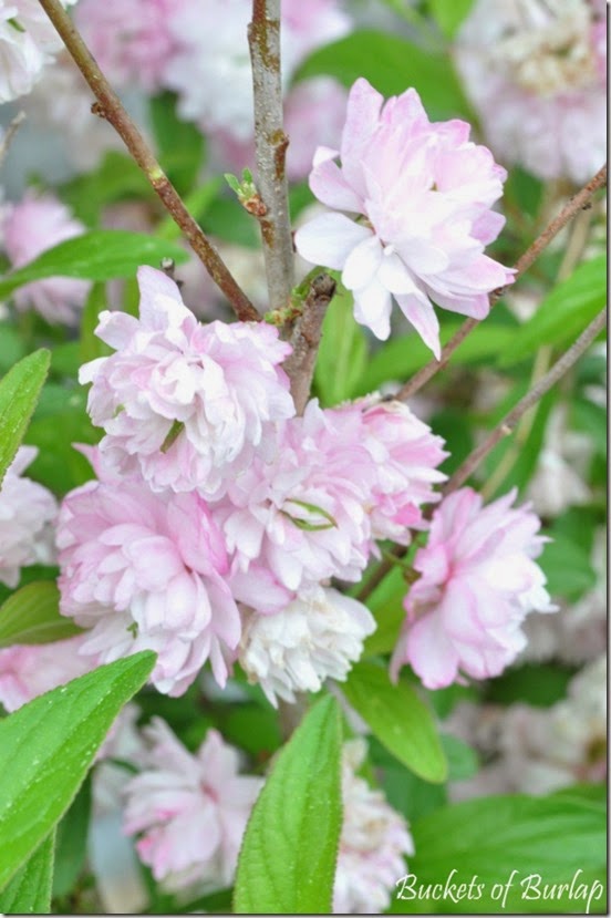 Spring garden 1