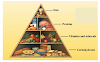 Components of Food CBSE class 6 science notes