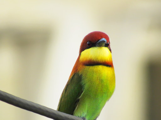 Closeup Of A Chestnut-Headed Bee-Eater