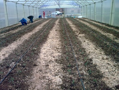 Tomato Seedlings in High Tunnel