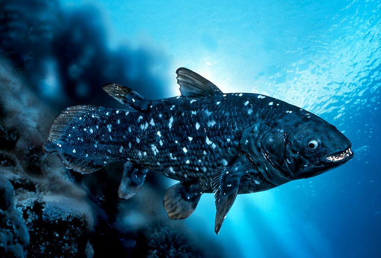 Coelacanth  The Biggest Animals Kingdom